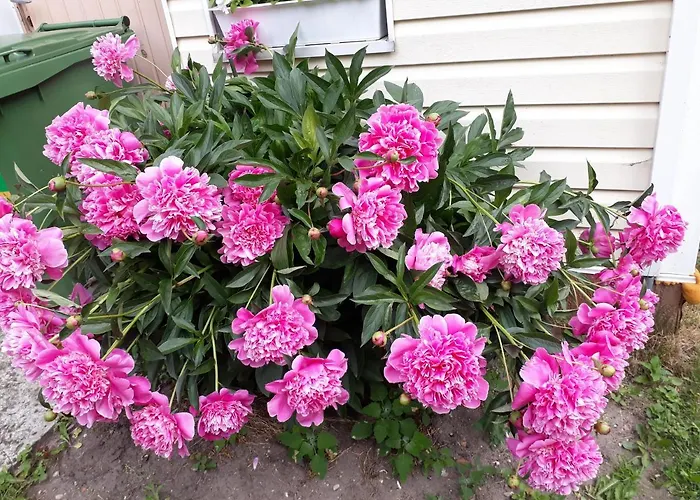 Theodori House פארנו